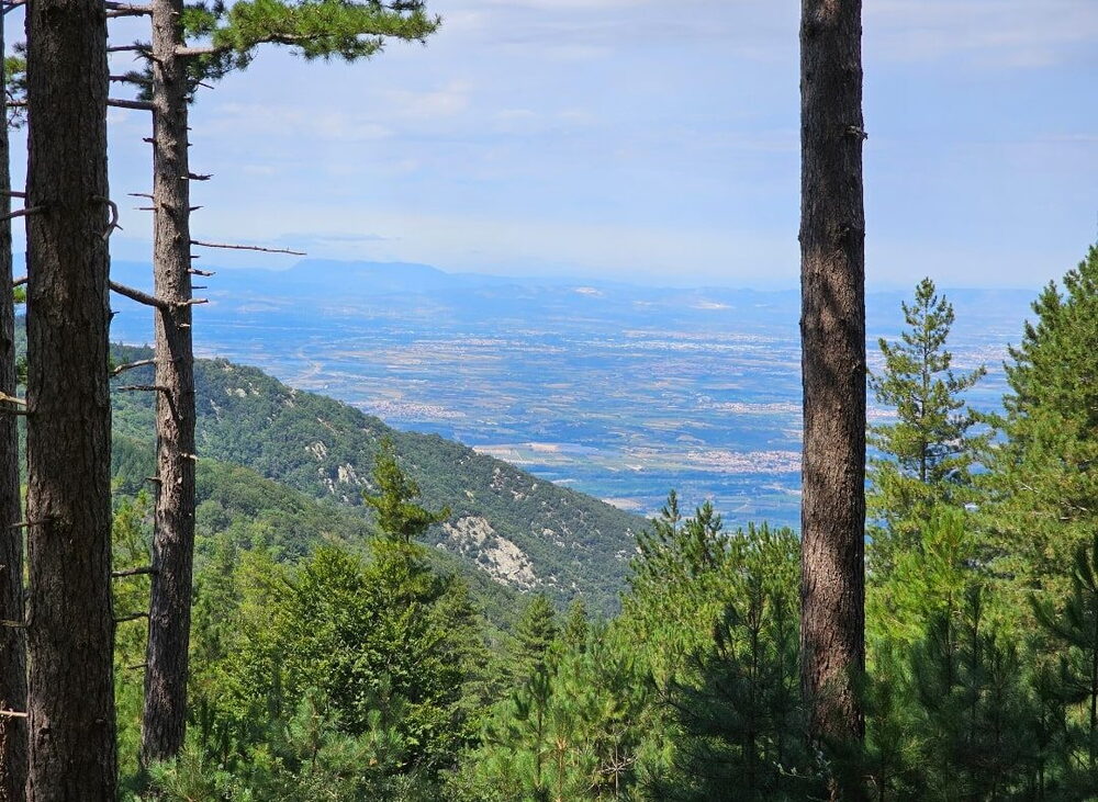La plaine du Roussillon aperçue entre les pins